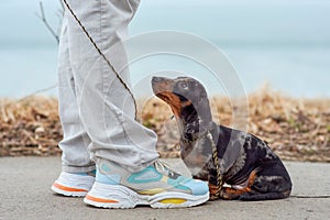 The owner keeps a small marble-colored dachshund puppy on a leash near his feet on a walk in the park