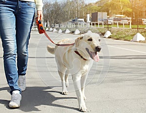 Il proprietario un il cane 