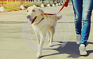 owner and labrador retriever dog walking together in the city