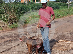 Owner And Master Walks His Pit Bull