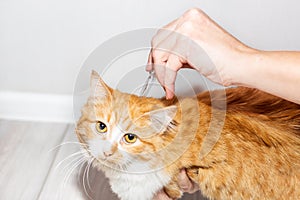 The owner of the pet applies antiparasitic drops on the cat& x27;s withers. Treatment and prevention of fleas and ticks