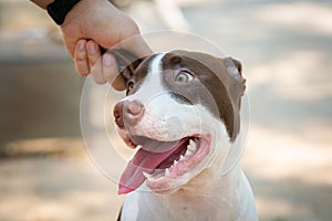 Owner petting an American Pit Bull`s ear