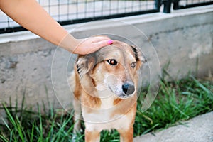 Owner petting dog. The hand of the owner of petting their dog.