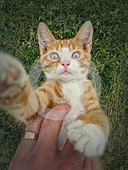 Owner petting his orange tomcat. Playful ginger cat lying on his back in the green grass. Frisky kitten, cute caressing scene in photo