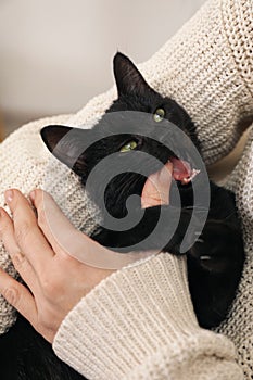 Owner playing with her adorable black cat, closeup
