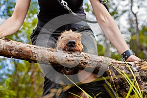 Owner playing with her dog in forest - Airedale terrier