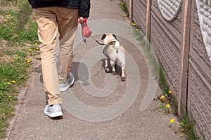 Owner and pug dog walking in city on unfocused background