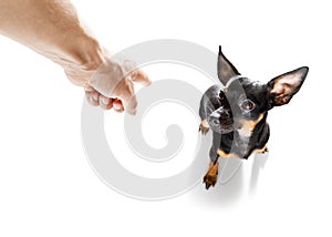 Owner punishing his dog