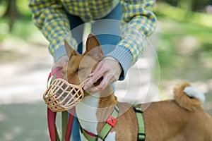 The owner puts a muzzle on the African dog breed Basenji for a walk.