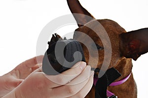 The owner puts a muzzle on a small dog`s face
