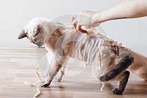 The owner removes the postoperative bandage with a cat