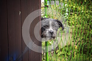 Owner's dog peeking through the fence
