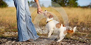 Owner's hand giving a snack treat to her cute dog, puppy training