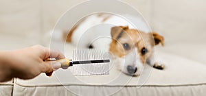 Owner's hand holding a comb, her dog waiting for brushing, pet grooming