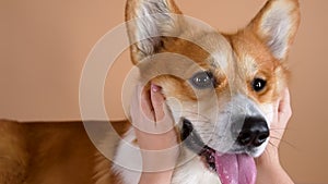 The owner's hands are crumple the cheeks of a Welsh Corgi Pembroke dog. Close up of a dog's muzzle in the studio on an