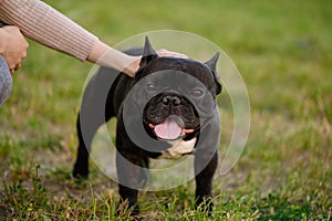 Owner strokes a black French bulldog on the lawn with her hand during a walk, showing love for the dog. Human-dog