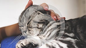 Owner strokes the cat`s back. happy cat lies and looks into the camera lens. close-up. beautiful british scottish fold