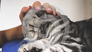 Owner strokes the cat`s back. happy cat lies and looks into the camera lens. close-up. beautiful british scottish fold