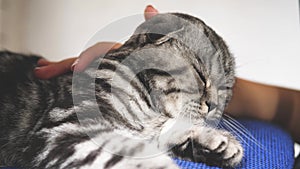 Owner strokes the cat`s back. happy cat lies and looks into the camera lens. close-up. beautiful british scottish fold