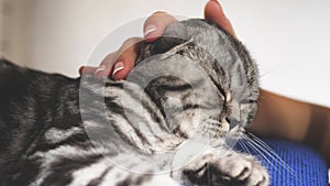 Owner strokes the cat`s back. happy cat lies and looks into the camera lens. close-up. beautiful british scottish fold