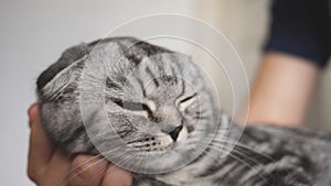 Owner strokes the cat`s back. happy cat lies and looks into the camera lens. Close-up. beautiful british scottish fold