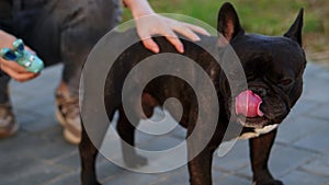 Owner strokes French bulldog with her hand on lawn during a walk, plays with toy, showing love for pet. Concept of
