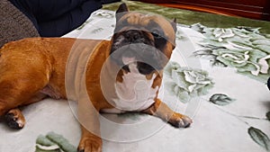 The owner strokes and scratches his dog. The French Bulldog demands to be stroked.