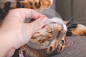 Owner is stroking bengal cat. Close-up.