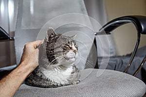 Owner stroking old cute cat at home