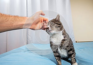 Owner stroking old cute cat at home