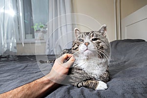 Owner stroking old cute cat at home