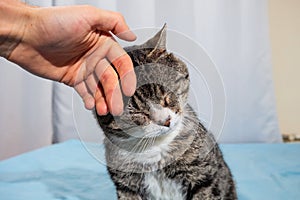 Owner stroking old cute cat at home