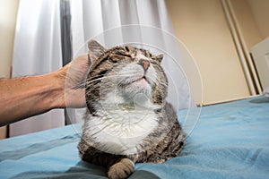 Owner stroking old cute cat at home