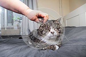 Owner stroking old cute cat at home