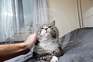 Owner stroking old cute cat at home