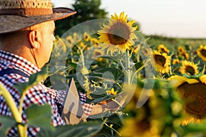 Owner of a sunflower farm inspects the harvest