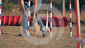 Owner is teaching her little Dog fast weave poles at competitions. concept: obedience and education of Pets