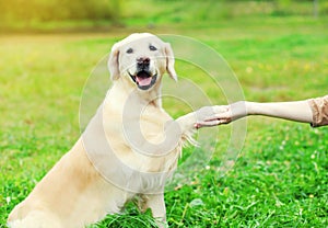 Owner training Golden Retriever dog, giving paw