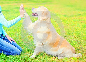 Owner training her Golden Retriever dog on the grass in park, she is giving paw to woman