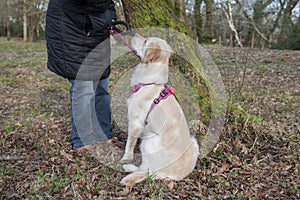 Owner training with young golden retriever pup outdoors in winter