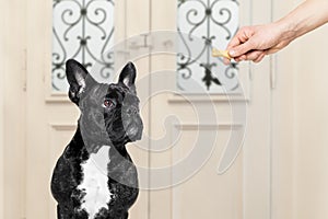 Owner with a treat for dog