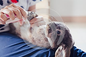 Owner trimming nails of her pet cute rabbit. Domestic rabbit lying down on owner lap to get cut finger nail with special scissors