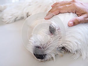 Owner used hand massage on pet head. white dog is sick and sleeping on floor
