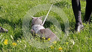 Owner Walking a Fat Gray British Cat on a Leash in the Open Air near Home