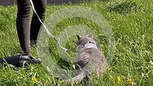 Owner Walking a Fat Gray British Cat on a Leash in the Open Air near Home