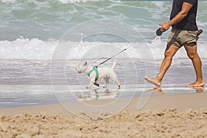 The owner walks with his white terrier along the beach along the water& x27;s edge