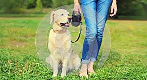 Owner woman walking with her Golden Retriever dog on leash in summer park