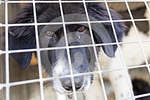 Ownerless dog in cage