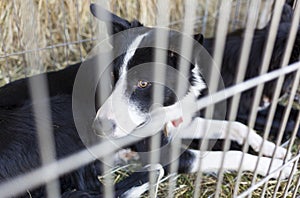 Ownerless dogs in cage