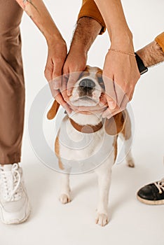 Owners caressing a beagle dog on white background